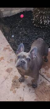 French Bulldog Dogs Available for Adoption - Sofia | PetCurious
