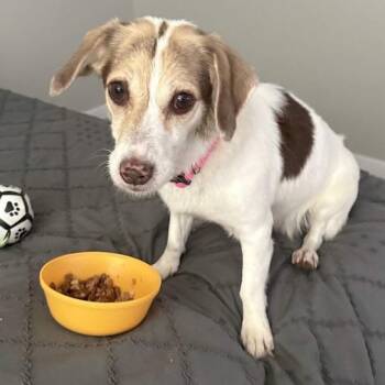Marie Love -  Terrier Dog for Adoption in Las Vegas, Nevada - Marie Love | PetCurious