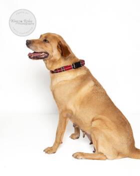 Rescue Labrador Retriever Dogs for Adoption in Tuscaloosa, Alabama - Belle | PetCurious