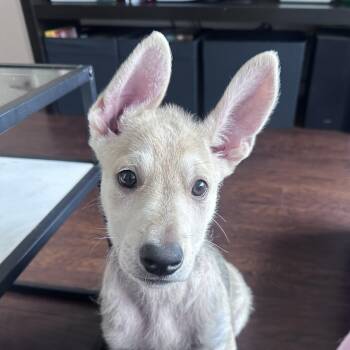 Desi -  Husky Dog for Adoption in Oakville, Ontario - Desi | PetCurious