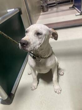 Bear - URGENT -  Pit Bull Terrier Dog for Adoption in Thousand Oaks, California - Bear - URGENT | PetCurious