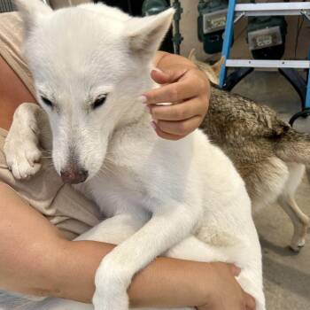 Kiara -  Husky and White German Shepherd Dog for Adoption in Torrance, California - Kiara | PetCurious