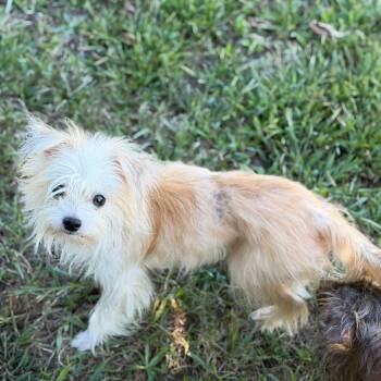 Falcor -  Maltese and Chihuahua Dog for Adoption in Sequatchie, Tennessee - Falcor | PetCurious