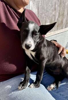 Rescue Australian Cattle Dog Blue Heeler and Cattle Dog Dogs for Adoption in Austin, Texas - Praline | PetCurious