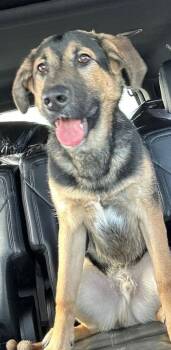 Shepherd and Golden Retriever Dogs Available for Adoption - Bandit (6960) | PetCurious