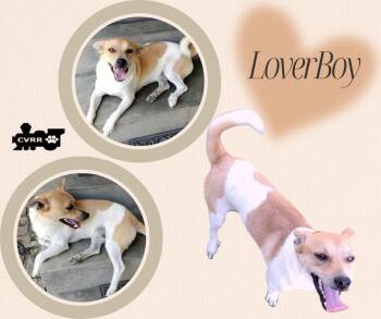 Rescue Terrier and Chihuahua Dogs for Adoption in Lindsay, California - LoverBoy | PetCurious