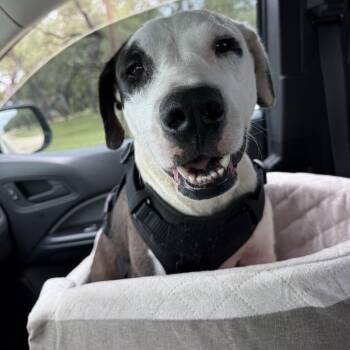 Chaparrito -  American Staffordshire Terrier Dog for Adoption in Mooresville, North Carolina - Chaparrito | PetCurious