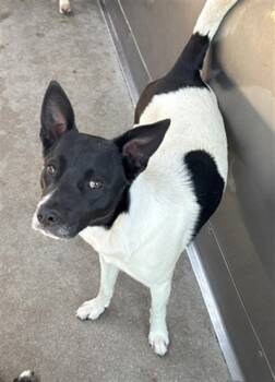 Rescue Border Collie and Rat Terrier Dogs for Adoption in San Bernardino, California - SHEILA | PetCurious