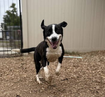 Rescue Border Collie Dogs for Adoption in Corning, Arkansas - Tiki | PetCurious