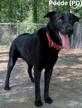 Labrador Retriever Dogs Available for Adoption in Little Rock, Arkansas - Peede (PD) | PetCurious