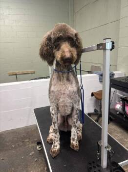 Poodle Dogs Available for Adoption - Uncle Fester-Foster Home Needed | PetCurious