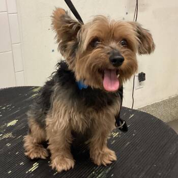 IVHS-Stray-141919 -  Yorkshire Terrier Dog for Adoption in San Gabriel, California - IVHS-Stray-141919 | PetCurious