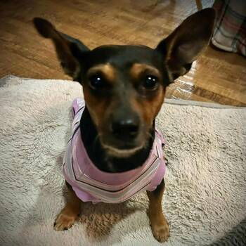 Rescue Dachshund Dogs for Adoption in Kaufman, Texas - DOLLY | PetCurious