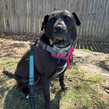 Labrador Retriever Dogs Available for Adoption - Becky | PetCurious