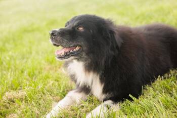 Cooper-Transport -  Border Collie Dog for Adoption in Gradyville, Kentucky - Cooper-Transport | PetCurious