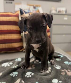 Jack -  American Staffordshire Terrier Dog for Adoption in Pierceton, Indiana - Jack | PetCurious