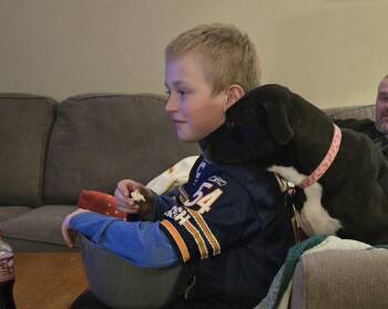 Shepherd and Boxer Dogs Available for Adoption - Bonnie | PetCurious