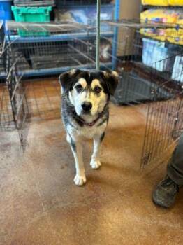 Husky Dogs Available for Adoption - West | PetCurious