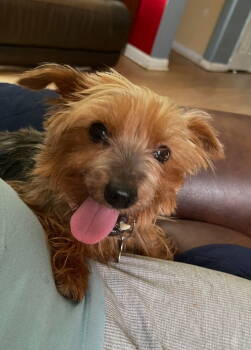 Rescue Yorkshire Terrier Dogs for Adoption in Holly Springs, North Carolina - Tilly | PetCurious