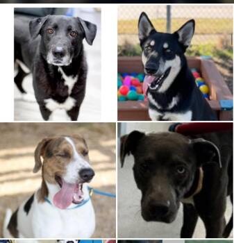 Rescue Husky and Labrador Retriever Dogs for Adoption in Pilot Point, Texas - Adopt A Texas Dog In Need | PetCurious