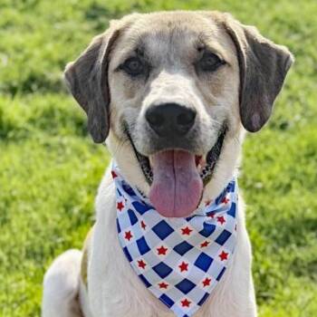 Duke -  Anatolian Shepherd and Labrador Retriever Dog for Adoption in Oklahoma City, Oklahoma - Duke | PetCurious