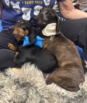 Darling Brennie and Snickers -  Miniature Dachshund and Dachshund Dog for Adoption in Burlington, North Carolina - Darling Brennie And Snickers | PetCurious