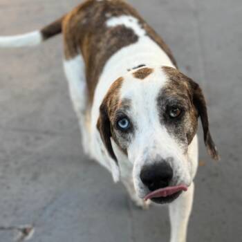 Hound Dogs Available for Adoption in Pinellas Park, Florida - Mackenzie | PetCurious