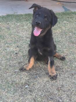 Australian Shepherd and Shepherd Dogs Available for Adoption in Phoenix, Arizona - Bonnaroo | PetCurious