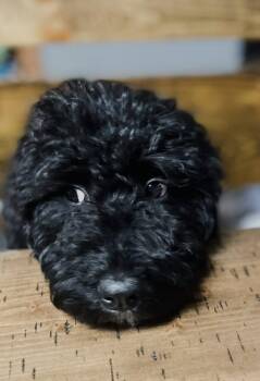 Poodle and Bernese Mountain Dog Dogs Available for Adoption - Holly | PetCurious