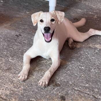 Once -  Yellow Labrador Retriever Dog for Adoption in Portland, Oregon - Once | PetCurious