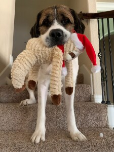 Prodigous Dog Adoption Baton Rouge Area Photos