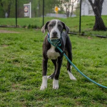 Great Dane Dogs Available for Adoption in Pawling, New York - Roscoe | PetCurious