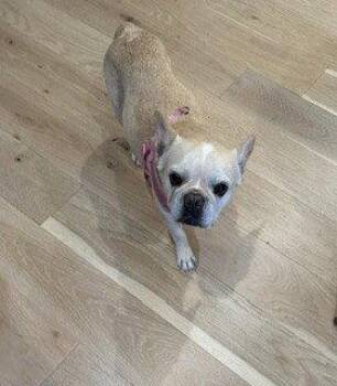 Romey -  French Bulldog Dog for Adoption in Wheaton, Illinois - Romey | PetCurious