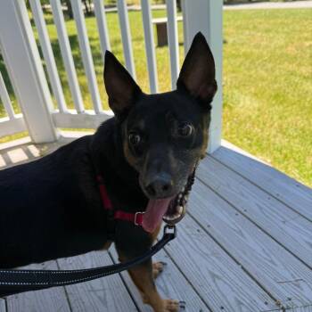 Scrappy -  Mixed Breed Dog for Adoption in New York, New York - Scrappy | PetCurious