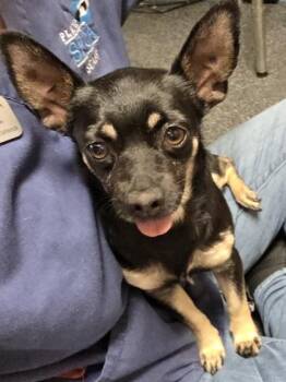 Chihuahua and Mixed Breed Dogs Available for Adoption in Roseville, California - Hope | PetCurious