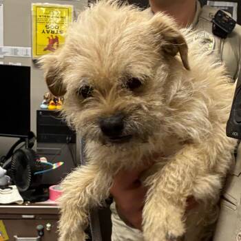 Terrier Dogs Available for Adoption in Yuma, Arizona - Benson | PetCurious