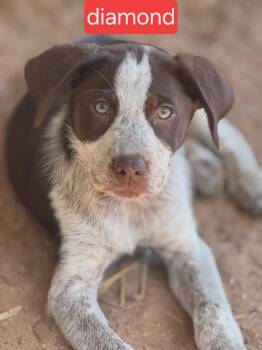 Diamond -  Australian Cattle Dog Blue Heeler Dog for Adoption in Fort Worth, Texas - Diamond | PetCurious