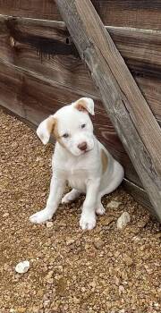 Australian Shepherd and Australian Kelpie Dogs Available for Adoption - Dottie | PetCurious