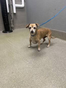 Chihuahua Dogs Available for Adoption in Las Vegas, Nevada - MILLI | PetCurious