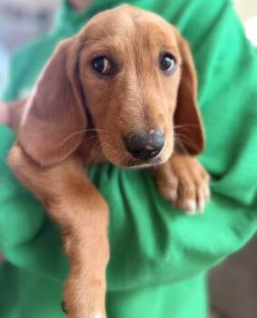 Basset Hound Dogs Available for Adoption in Parker, Colorado - Pluto | PetCurious