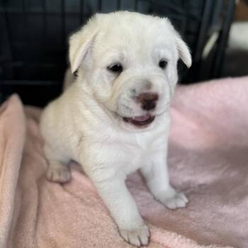 Labrador Retriever and Shepherd Dogs Available for Adoption in San Diego, California - Shasta Pup - Siskiyou - Adopted! | PetCurious