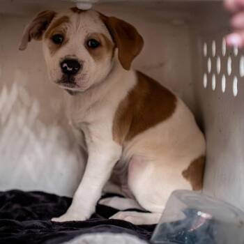 Pit Bull Terrier and Mixed Breed Dogs Available for Adoption - Nellie | PetCurious