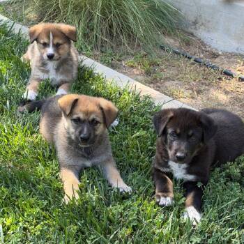 Honey -  Cattle Dog and Mixed Breed Dog for Adoption in Riverside, California - Honey | PetCurious