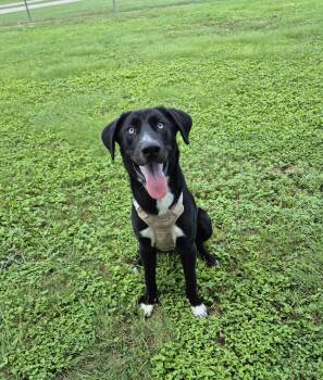Waterboy -  Labrador Retriever Dog for Adoption in Schertz, Texas - Waterboy | PetCurious