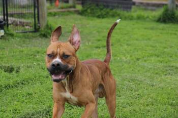 Boxer and Mixed Breed Dogs Available for Adoption in Plain City, Ohio - Swarek | PetCurious