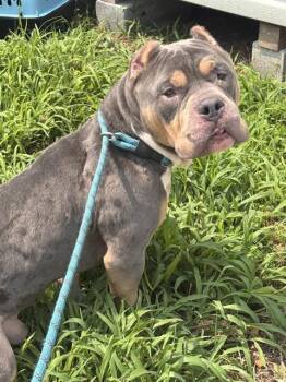 OSCAR -  Pit Bull Terrier Dog for Adoption - OSCAR | PetCurious