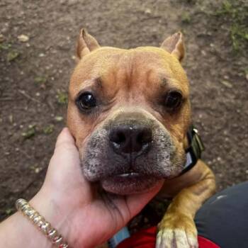 American Bulldog and Pit Bull Terrier Dogs Available for Adoption in Austin, Texas - June | PetCurious