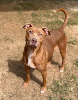 Lola barks -  Mixed Breed Dog for Adoption in Atlanta, Georgia - Lola Barks | PetCurious
