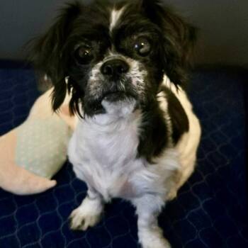 Mai Tai -  Shih Tzu Dog for Adoption in Brockport, New York - Mai Tai | PetCurious