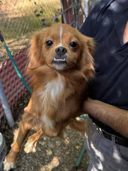 Benson -  Chihuahua and Terrier Dog for Adoption in New York, New York - Benson | PetCurious